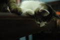 Cat looking down Fluffy pet is gazing curiously