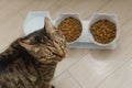 beautiful domestic cat eats dry food in the kitchen. Portrait Royalty Free Stock Photo