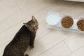 beautiful domestic cat eats dry food in the kitchen. Portrait Royalty Free Stock Photo