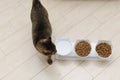 beautiful domestic cat eats dry food in the kitchen. Portrait Royalty Free Stock Photo