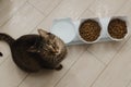 beautiful domestic cat eats dry food in the kitchen. Portrait Royalty Free Stock Photo