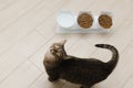 beautiful domestic cat eats dry food in the kitchen. Portrait Royalty Free Stock Photo