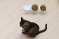 beautiful domestic cat eats dry food in the kitchen. Portrait Royalty Free Stock Photo