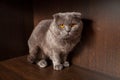 Beautiful domestic cat look at  camera without people Royalty Free Stock Photo