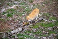 Beautiful domestic cat in the middle of the forest sharpening its claws to hunt, although the feline is a pet of man it is one of Royalty Free Stock Photo