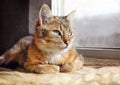 Beautiful domestic cat near window at home