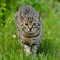 Beautiful domestic cat showcases its hunting instincts in nature