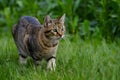 Beautiful domestic cat showcases its hunting instincts in nature