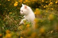 Beautiful domestic cat sits in the green grass on a summer meadow and dreamily looks Royalty Free Stock Photo