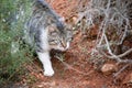 Beautiful domestic cat stalking its prey in the middle of mother nature to hunt it, the feline is one of the biggest predators in