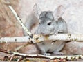 Beautiful domestic chinchilla sits leaning on branch