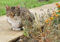 Beautiful domestic curios tabby cat with short hair.