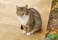 Beautiful domestic curios tabby cat with short hair.
