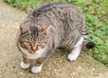 Beautiful domestic curios tabby cat with short hair.