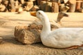 Beautiful domestic ducks in yard. Farm animal