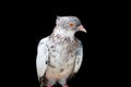 A beautiful domestic female pigeon standing on an isolated black background close up Royalty Free Stock Photo