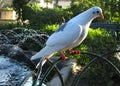 Beautiful domestic feral pigeon standing on the metal tube near the fountain in the park in Malta Royalty Free Stock Photo