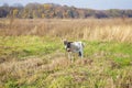 A beautiful domestic goat is tied to a pasture against a background of green grass in field Royalty Free Stock Photo