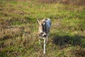 A beautiful domestic goat is tied to a pasture against a background of green grass in field Royalty Free Stock Photo