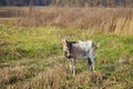 A beautiful domestic goat is tied to a pasture against a background of green grass in field Royalty Free Stock Photo