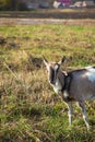 A beautiful domestic goat is tied to a pasture against a background of green grass in a field Royalty Free Stock Photo