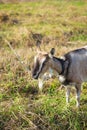 A beautiful domestic goat is tied to a pasture against a background of green grass in a field Royalty Free Stock Photo