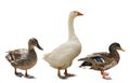 Beautiful domestic goose and ducks on white background, collage