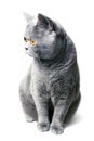 Beautiful domestic gray British cat