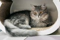 Beautiful domestic grey cat lies into scratching post at Cat cafe. Royalty Free Stock Photo