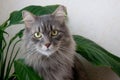 Beautiful domestic grey cat looking front,pet portrait,well groomed kitten close up,image with serious cat for