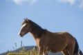 Beautiful domestic horse at the Laguna Mucubaji, Merida State Royalty Free Stock Photo