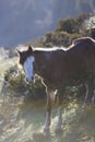 Beautiful domestic horse at the Laguna Mucubaji, Merida State Royalty Free Stock Photo