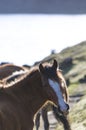 Beautiful domestic horse looking behind him at the Laguna Mucuba Royalty Free Stock Photo