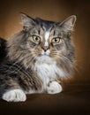 Beautiful Domestic Long-Haired Cat Looking Right At You