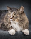 Beautiful Domestic Long-Haired Cat Looking To The Side