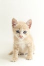 A Beautiful Domestic Orange cat kitten funny positions. Animal portrait isolated on white Royalty Free Stock Photo