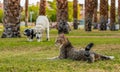 Beautiful domestic pets concept picture for animal shelter theme, cat lay on green grass on foreground and two walking dogs in Royalty Free Stock Photo