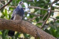 A beautiful domestic pigeon bird is standing on a tree branch