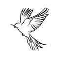 A beautiful domestic pigeon flying birds, line art drawing vector illustration Royalty Free Stock Photo