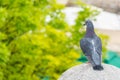 Beautiful domestic pigeon stands on a concrete ball in the park on a spring day