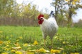 Beautiful domestic rooster walking on grass in autumn, space for text Royalty Free Stock Photo