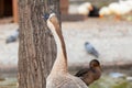 Beautiful domestic swan goose also know as Anser Cygnoides squawking in Kugulu Park in Ankara