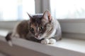 A beautiful domestic tricolor cat with green eyes lies on the windowsill and looks to the side. Close-up, selective focus Royalty Free Stock Photo