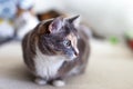 Beautiful domestic tricolor cat with green eyes sits on the couch and looks to the side. Close-up, selective focus Royalty Free Stock Photo