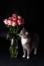 Beautiful domestic tricolor cat with yellow-green eyes stands next to a vase and sniffs a bouquet of red-white roses. Royalty Free Stock Photo