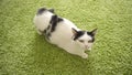 Beautiful domestic white cat with black spots during estrus against the background of green carpet, mating season