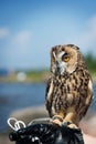 Beautiful domestication owl, wild owl, night owl Royalty Free Stock Photo