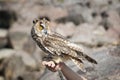 Beautiful domestication owl, wild owl, night owl Royalty Free Stock Photo