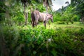 Beautiful domisticated horse enjoying its meal after a daily houling work at the farm Royalty Free Stock Photo