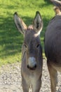 A Donkey Baby in Carona Italy